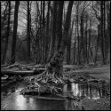 Tree roots in marsh
