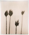 Chives