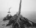 two trees rabbit key