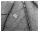 Leaf and Insect eggs