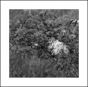 Wetland Flowers