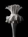 Golden Queen (Datura)