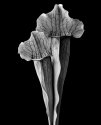 Sarracenia
