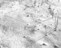 Grasses in Snow #1