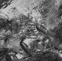 Creek detail.