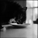 felino con caso