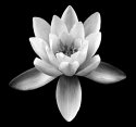 Water Lily