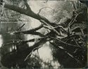 "Tree fall, Assabet river"