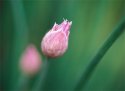 Border garlic