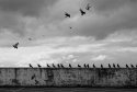 birdledge