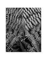 Fern one Spring 2007