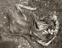 Saturna Deer