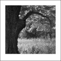 Ancient Tree and Field