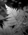 Fern #1