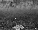 Pond Scum #14