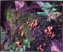 More mushrooms