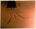 Spider plant lith