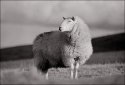 Black Mountain Sheep