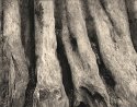 Redwood trunk