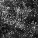 WhiteSands08