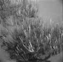 WhiteSands10