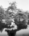 fish eating creek #11