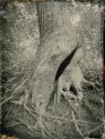 "Scarred Tree, Assabet"
