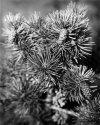 Pine #008