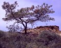 Torrey Pines Tree