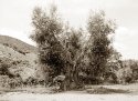 Olive tree