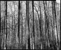 Forest Abstract