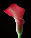 Pink Persuasion (Calla Lily)