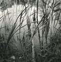 Grasses, O'Neil Lake