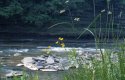 Flowers at Letchworth Park