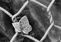 Frost on wire
