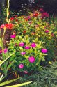 Garden Flowers