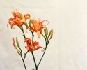 Lilly