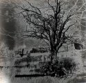 Tesla's Dreaming Tree