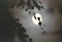 Moon through tree