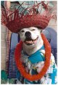 The Dog Days of Summer
