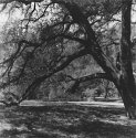 California Oak at the Sconsa gardens