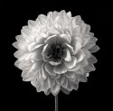 White Dahlia