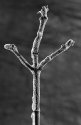 Iced Branch