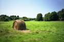 hay