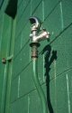 Green wall and water spigot