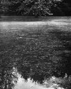 Pond Scum #23