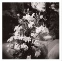 Holga_Flowers
