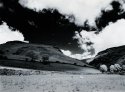 IR Sheep