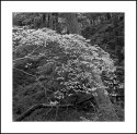 Dogwood tree in Harriman Park