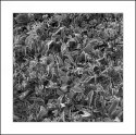 Frosty Grass